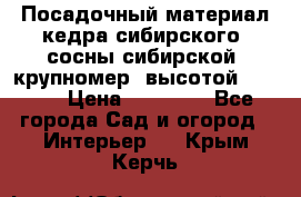 Посадочный материал кедра сибирского (сосны сибирской) крупномер, высотой 3-3.5  › Цена ­ 19 800 - Все города Сад и огород » Интерьер   . Крым,Керчь